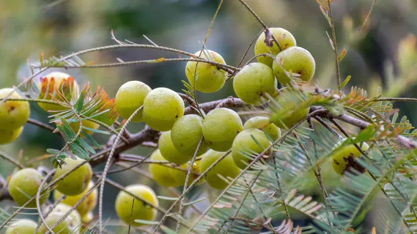 आवळ्याचे पाणी का प्यावे? तज्ज्ञांनी सांगितले आश्चर्यकारक फायदे