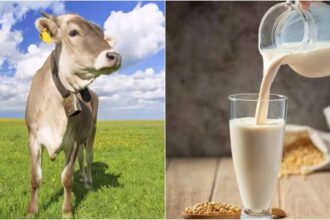 A1 or A2 Which milk is best for health